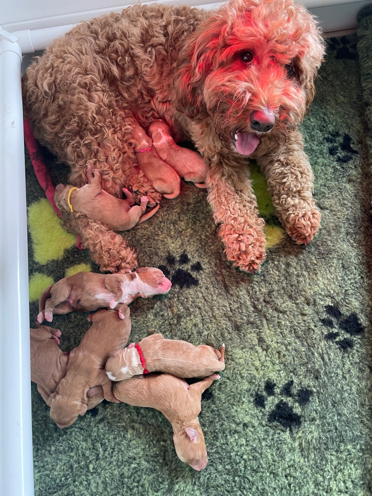 Labradoodles als gezinshonden