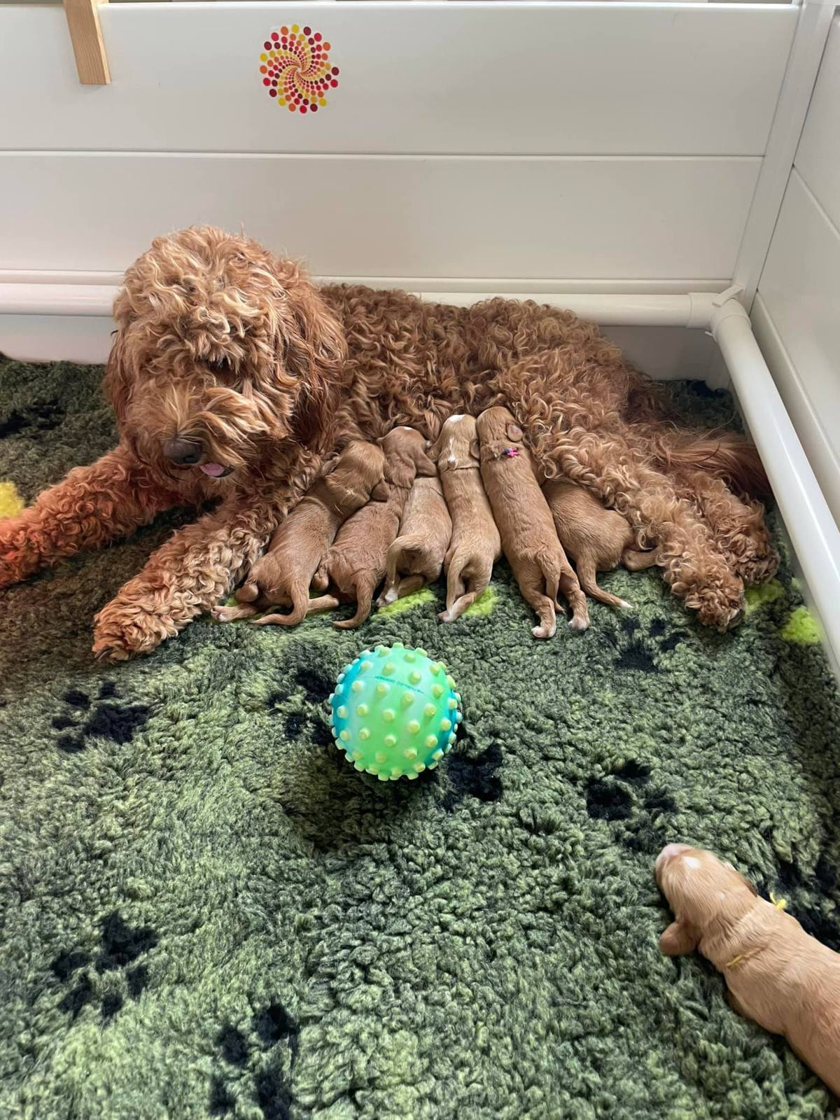 Het hypoallergeen aspect van&nbsp;labradoodles