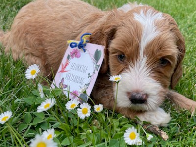 Millie en Cas wenste hun nieuwe baasjes een gelukkige&nbsp;verjaardag!