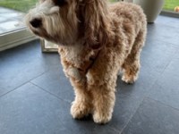 Lina, onze mama in&nbsp;spe!